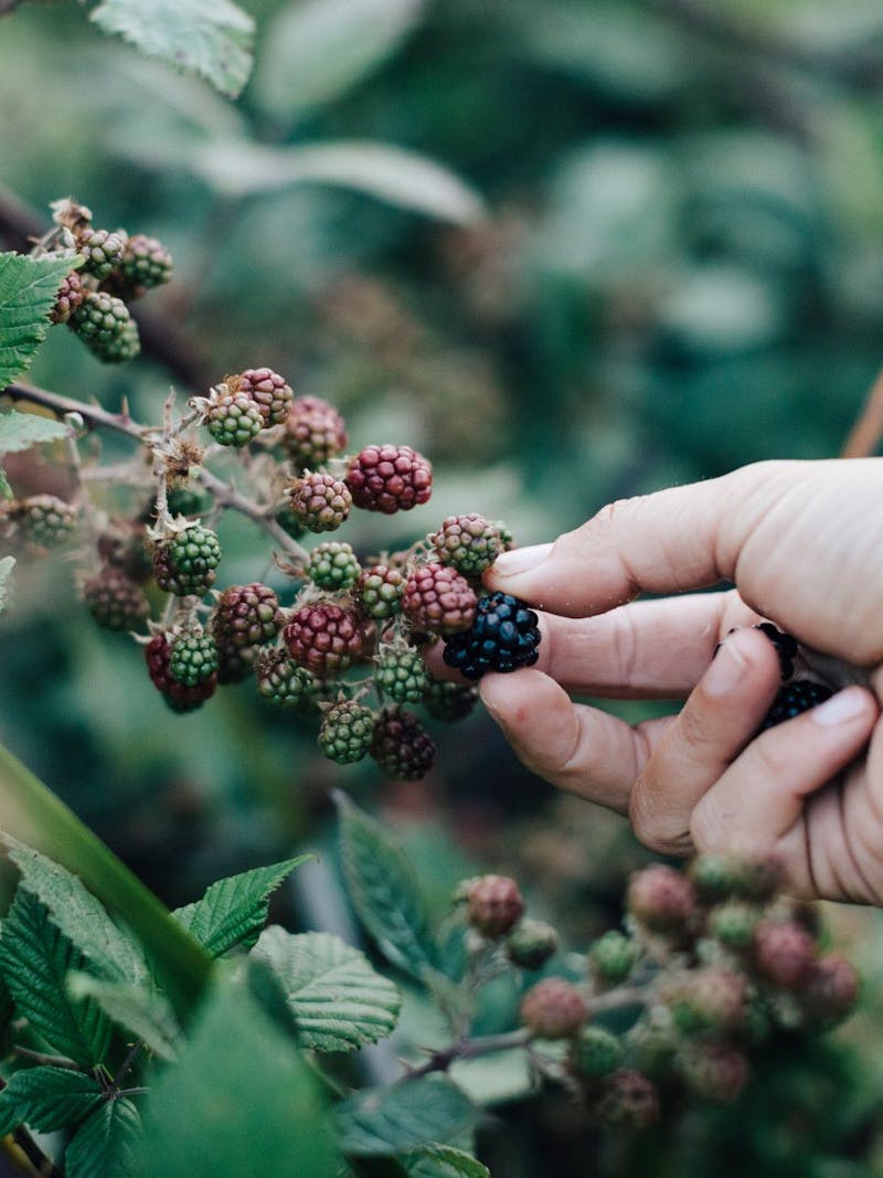 A woman picks a ripe blackberry off of a bush