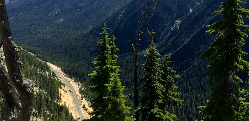 A road running through an evergreen forrest.
