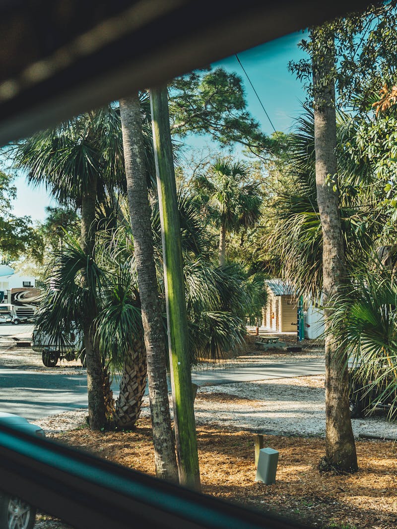 A view out an RV window of beautiful trees in Tybee Island, Georgia.