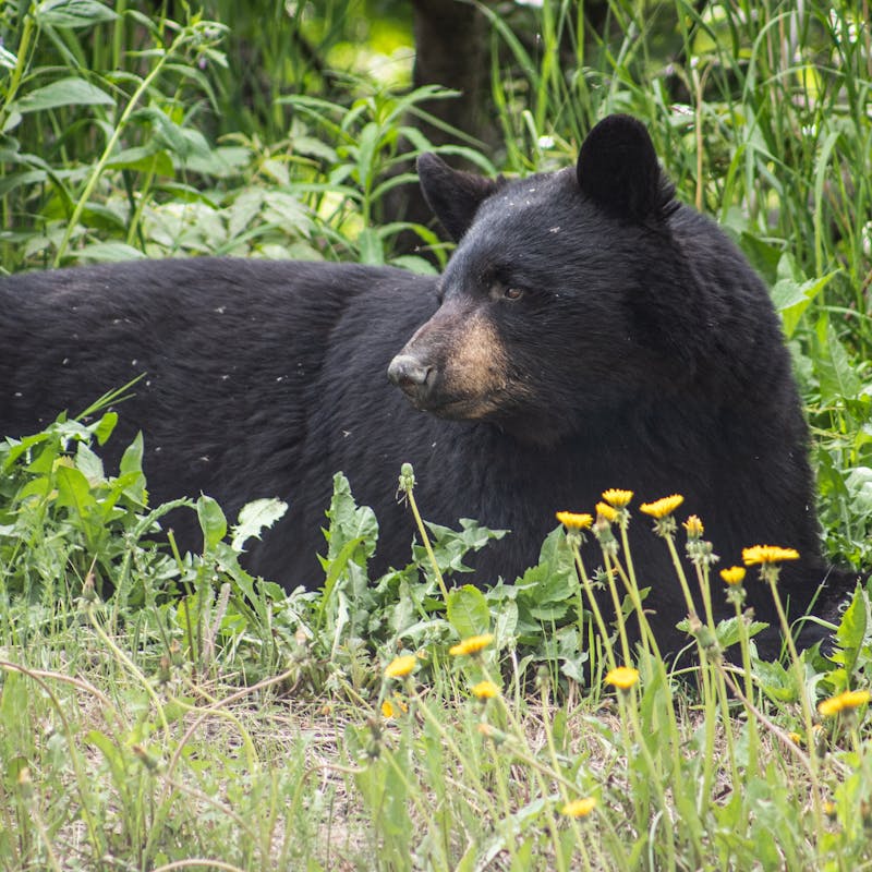 Large black bear laying among grass and plants.