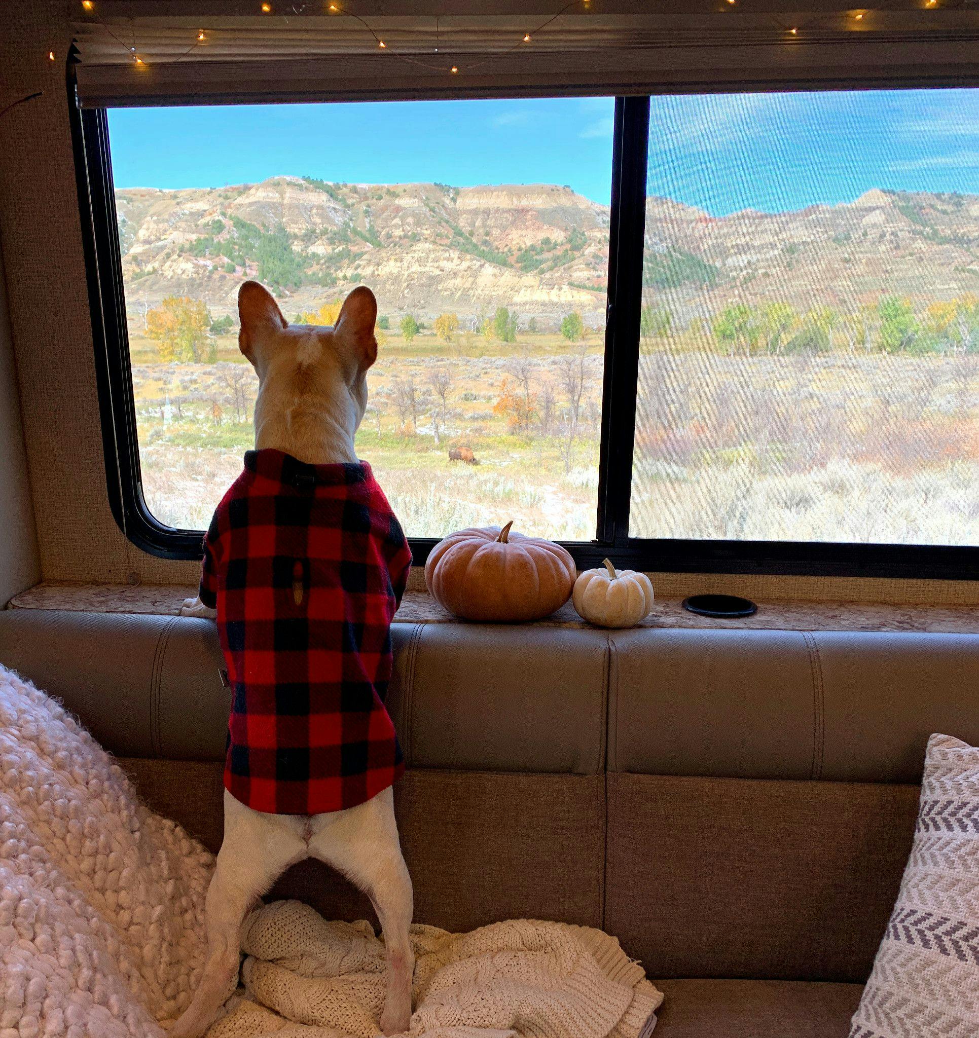 Sarah Hubbart's dog in a sweater looking outside the window of their RV next to two small pumpkins