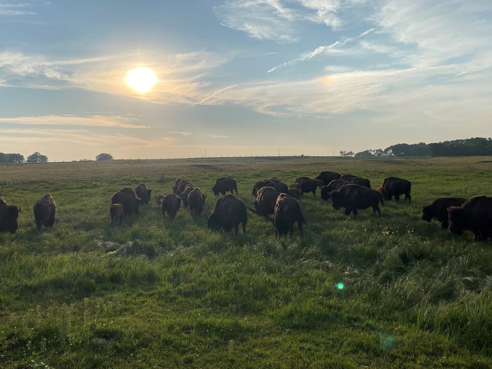 Blog meet the neuens bison farm in South Dakota