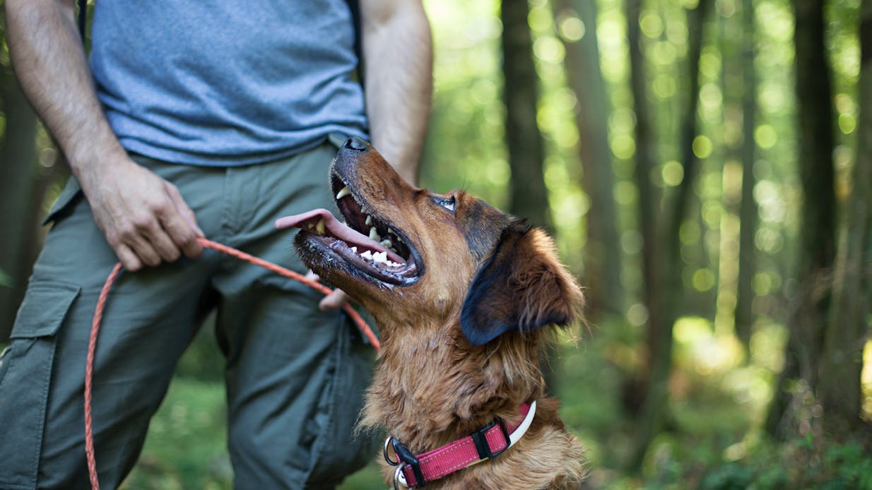 Pet link feature with owner and dog