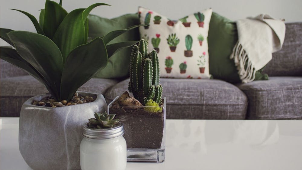 Blog photo Motorhome Decorating Tips texture photo green plants cactus