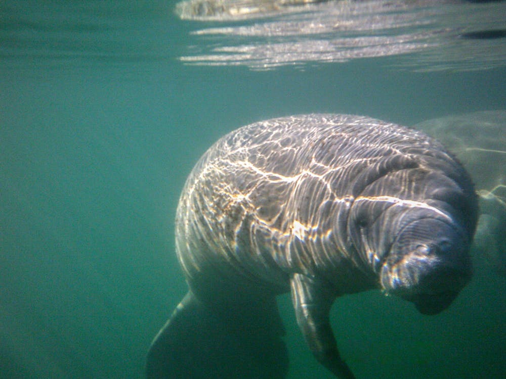 Blog Springtime in Florida Hagens swimming with manatees