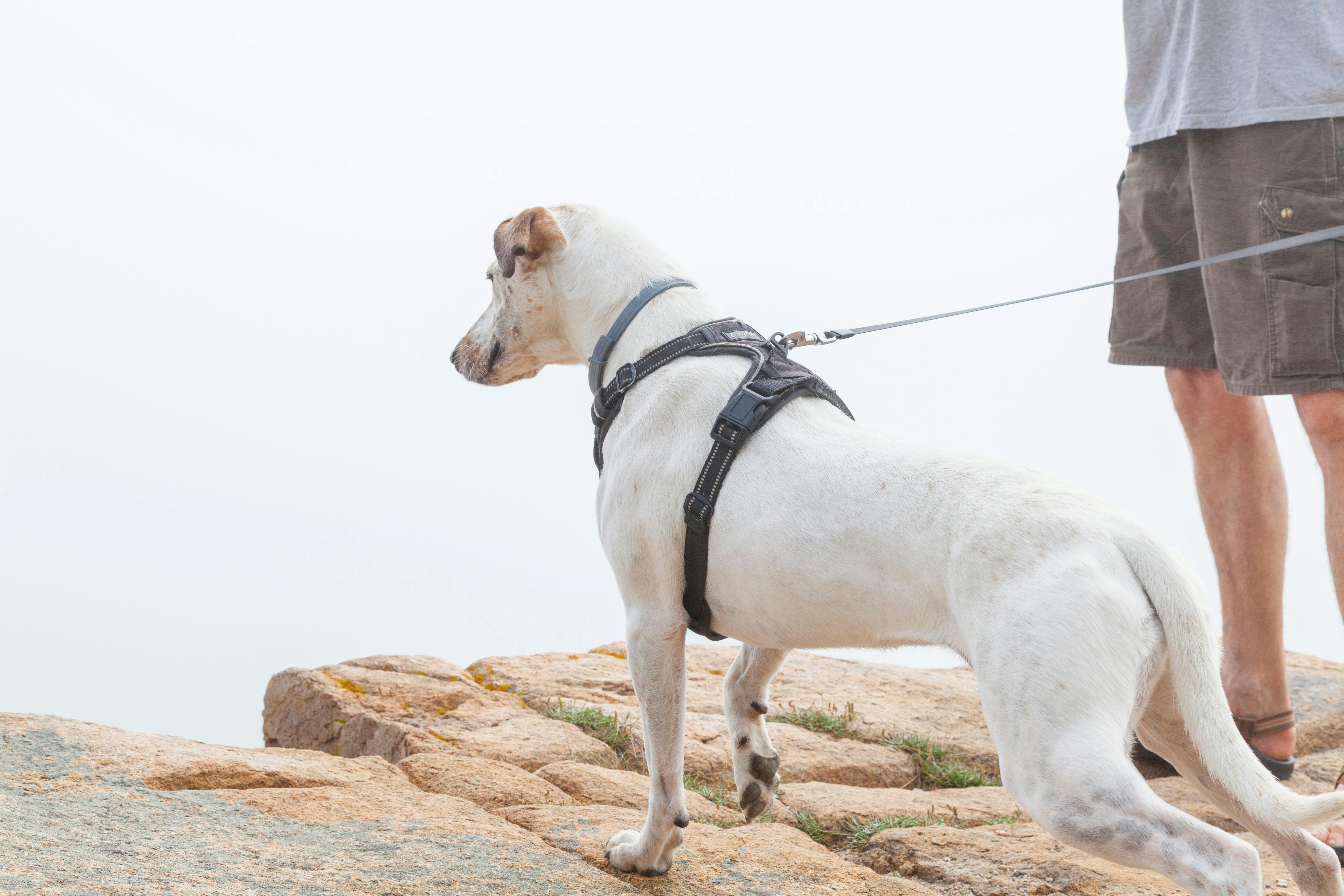 are dogs allowed on acadia shuttles