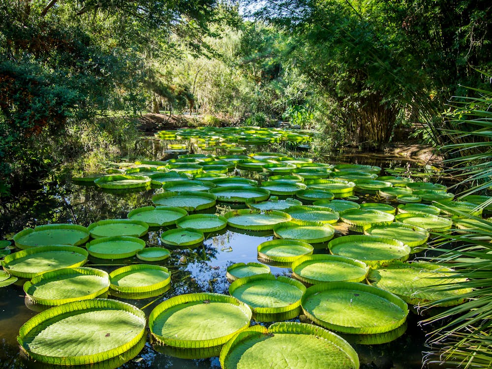 Blog Kanapaha Botanical Gardens – Gainesville, Florida