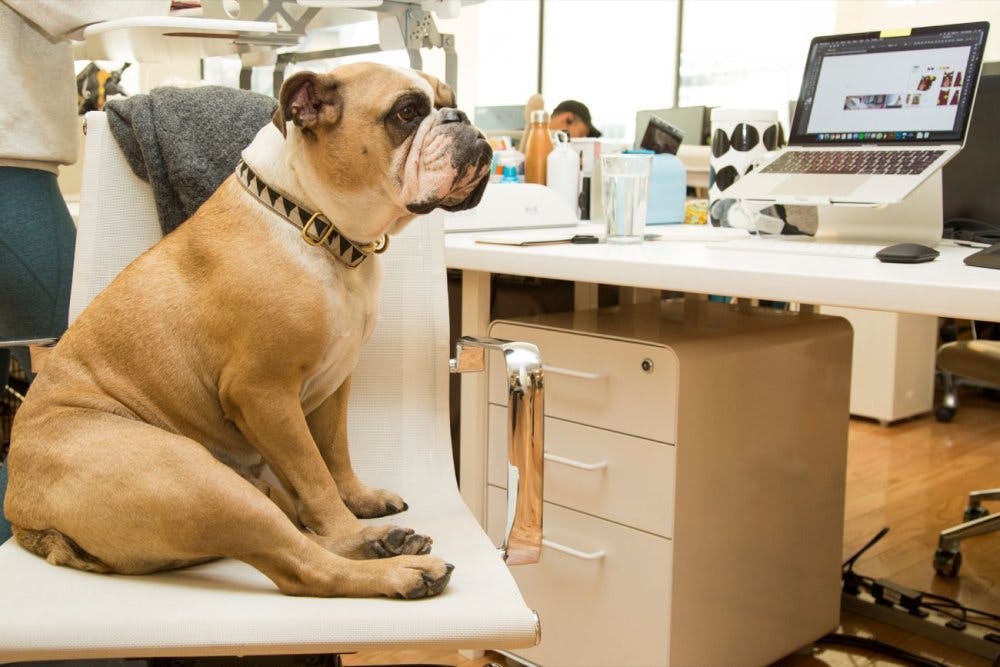 A bulldog sitting in a computer chair at a desk in-front of a computer