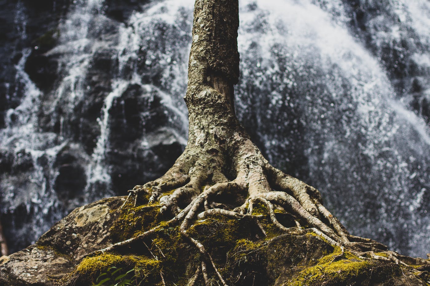 A tree with roots growing over rocks in front of a waterfall