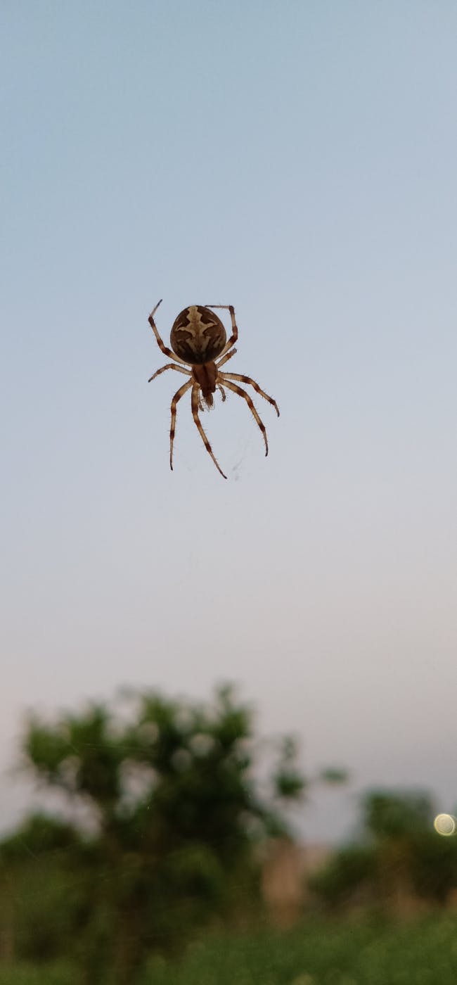 A spider on a web floating in the air