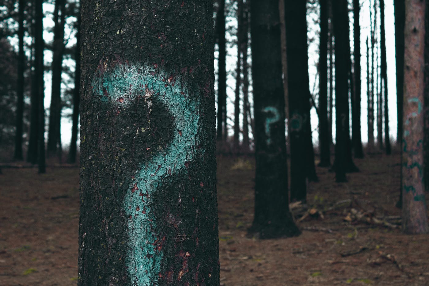 A forest where the tress have blue question marks on them