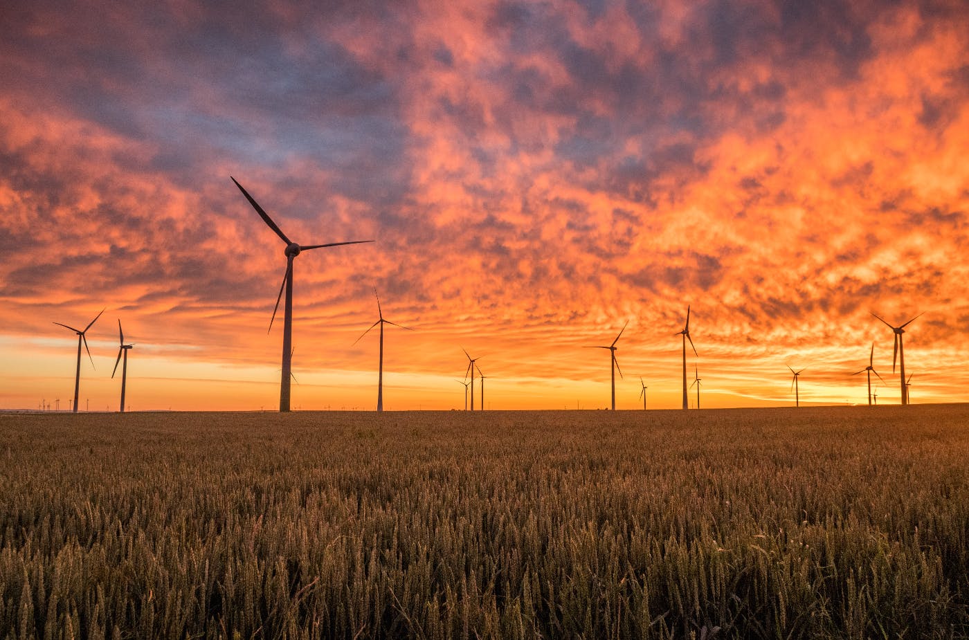 Wind turbines in a wheat field at sunset