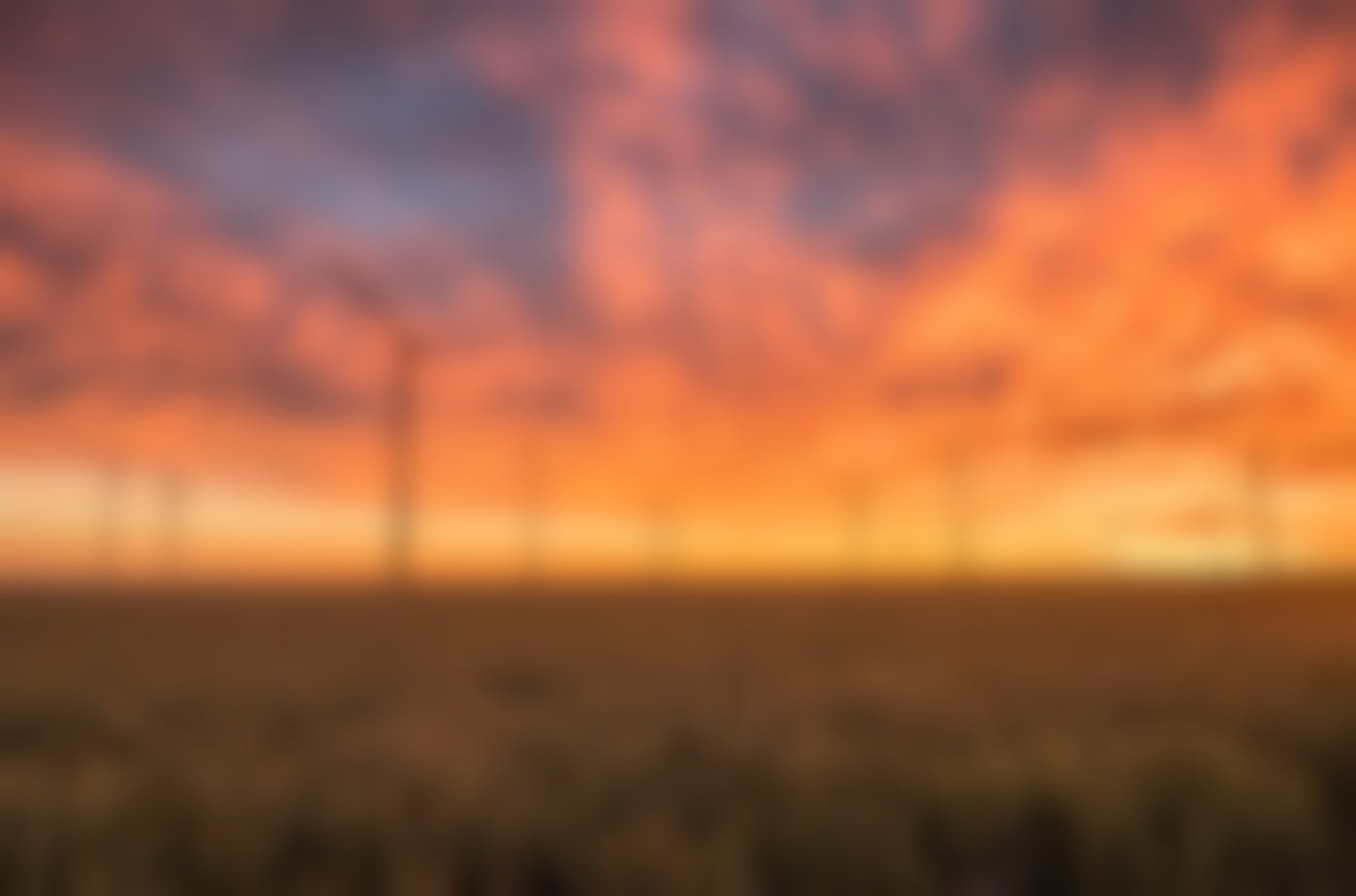 Wind turbines in a wheat field at sunset