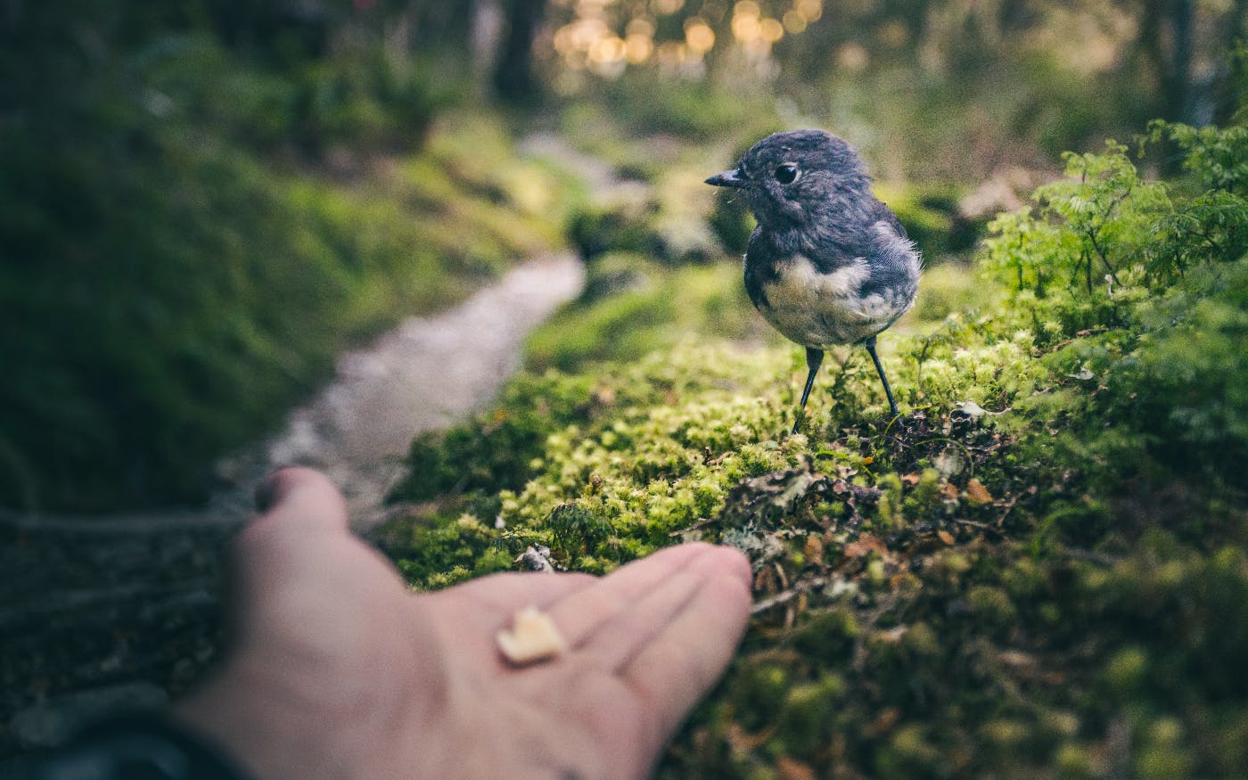 a piece of bread being offered to a blue bird