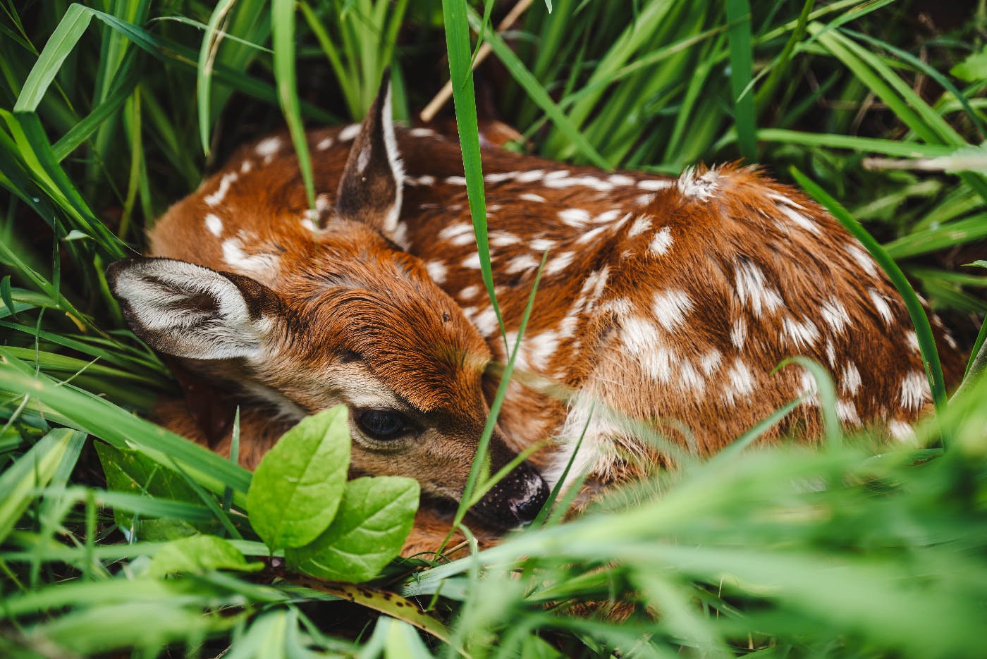 a fawn curled up in tall grass