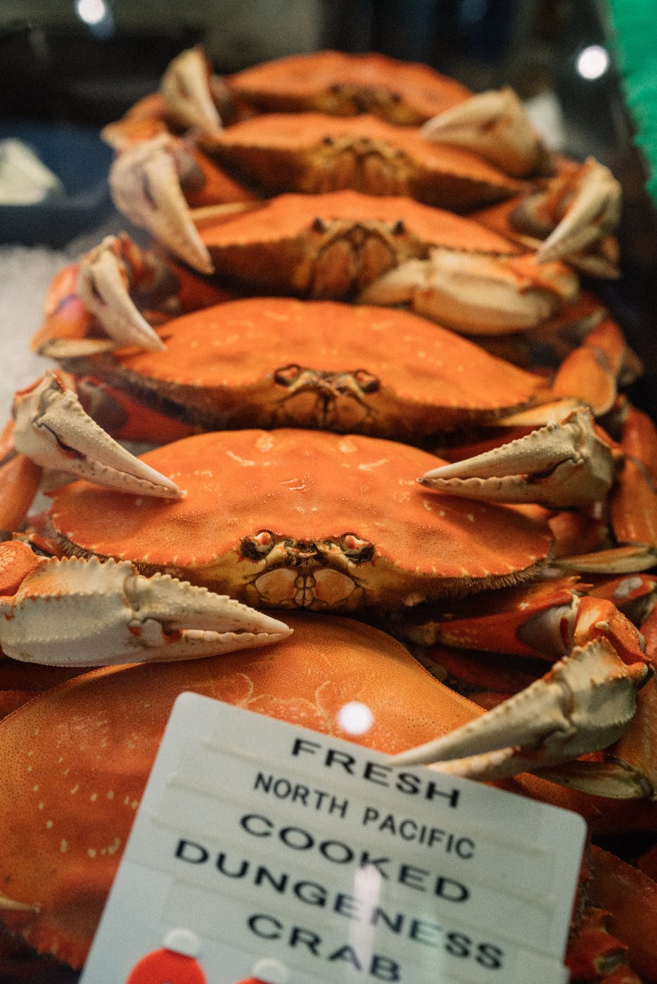 A row of Dungeness crabs in a display case