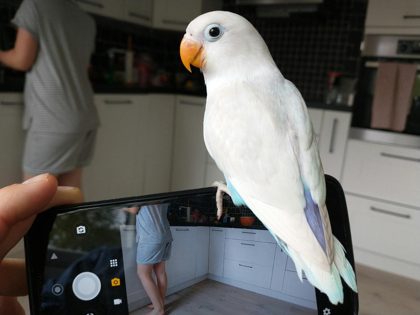 A bird sitting on a smartphone that's making a video
