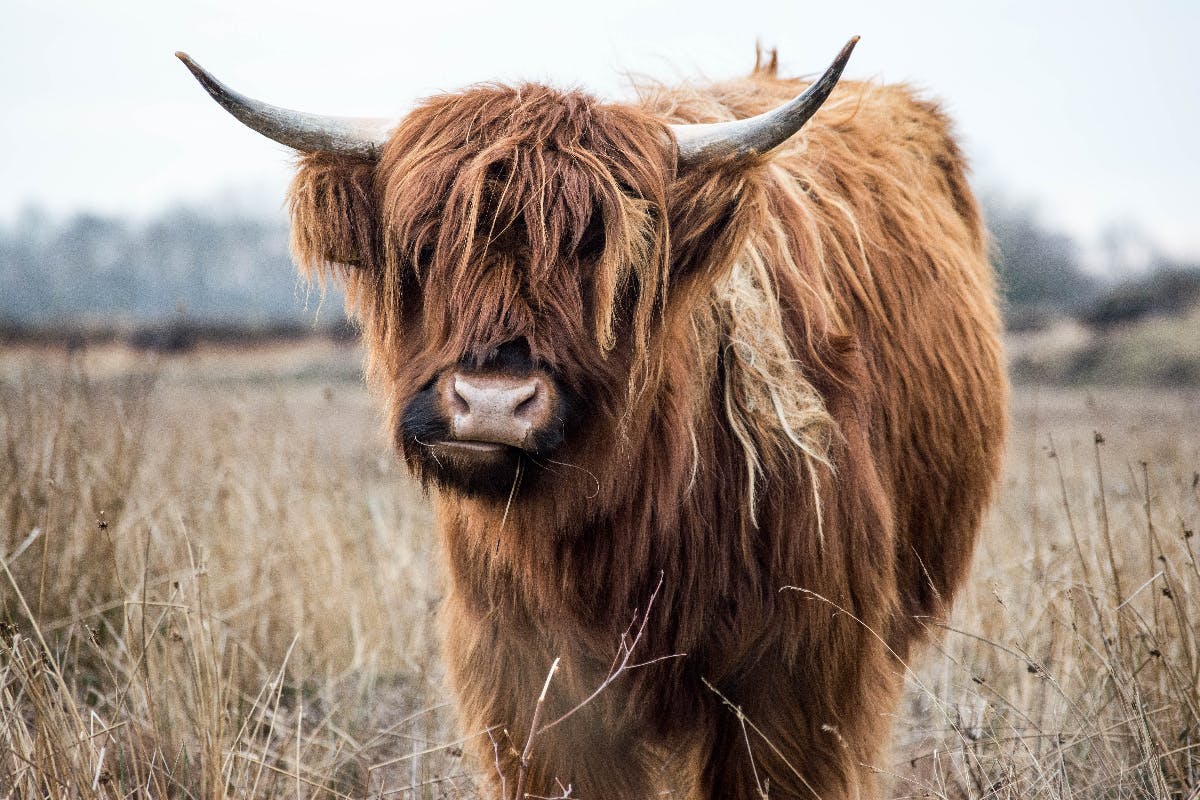 A Yak in a field.