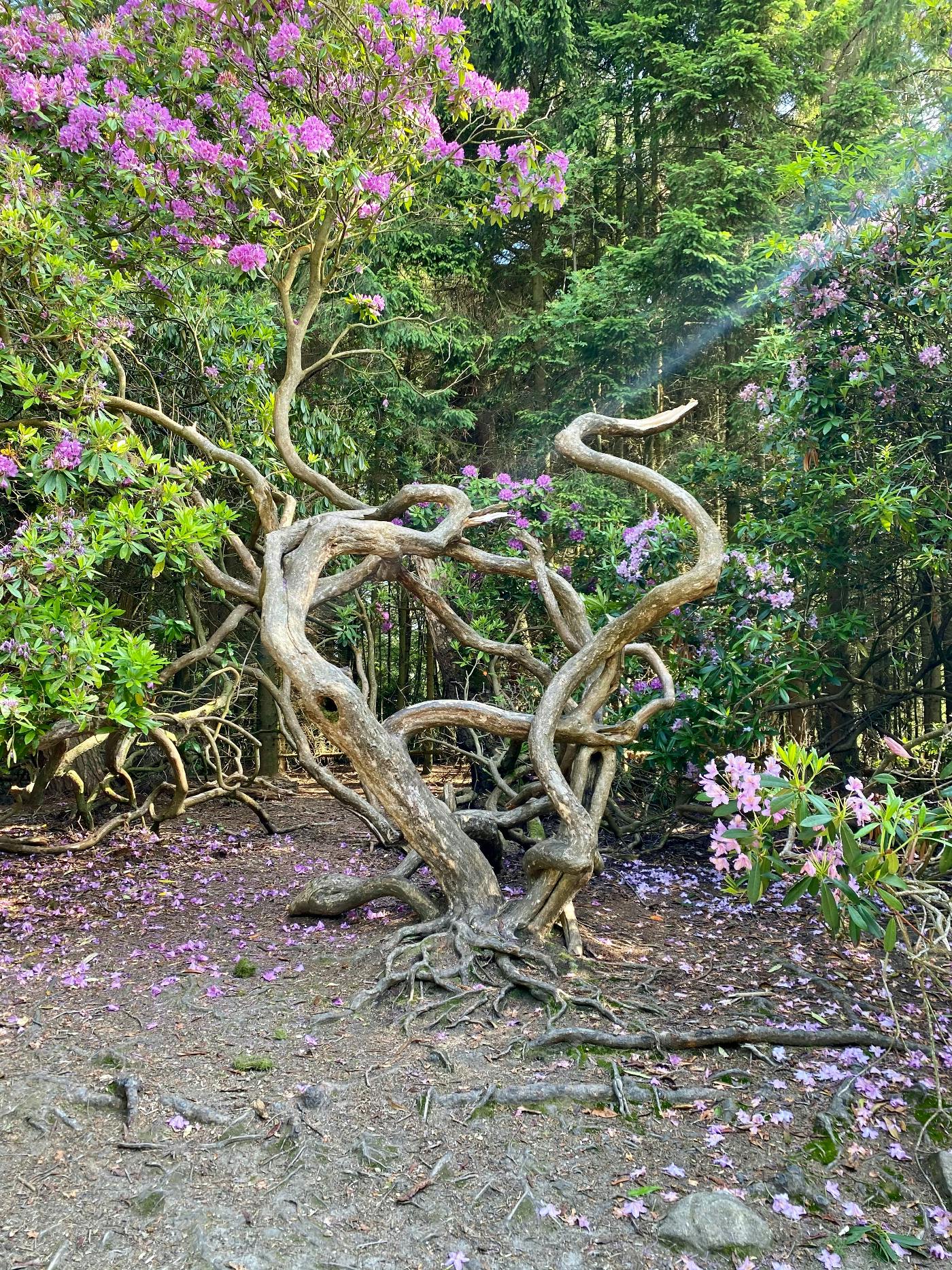 An imperfectly perfect twisted tree in a clearing in the woods