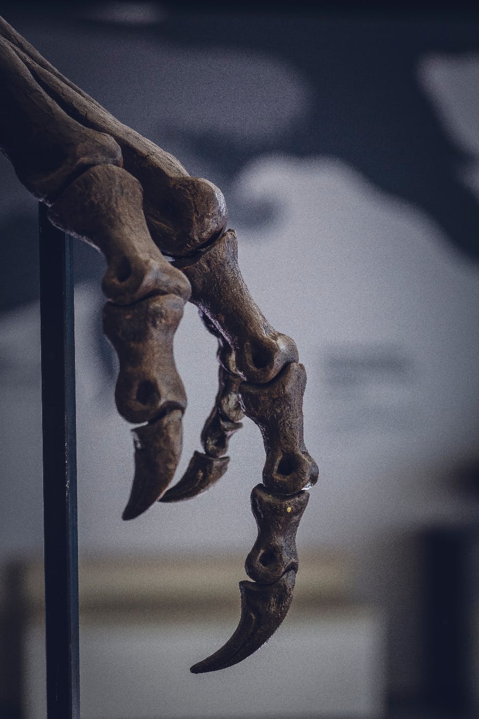 The bones of a dinosaur claw