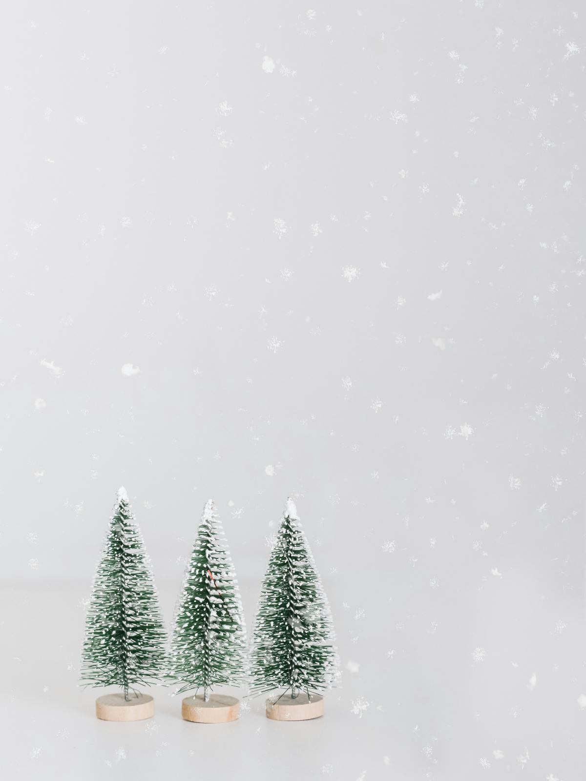 3 small trees dusted with snow standing against a light blue background.