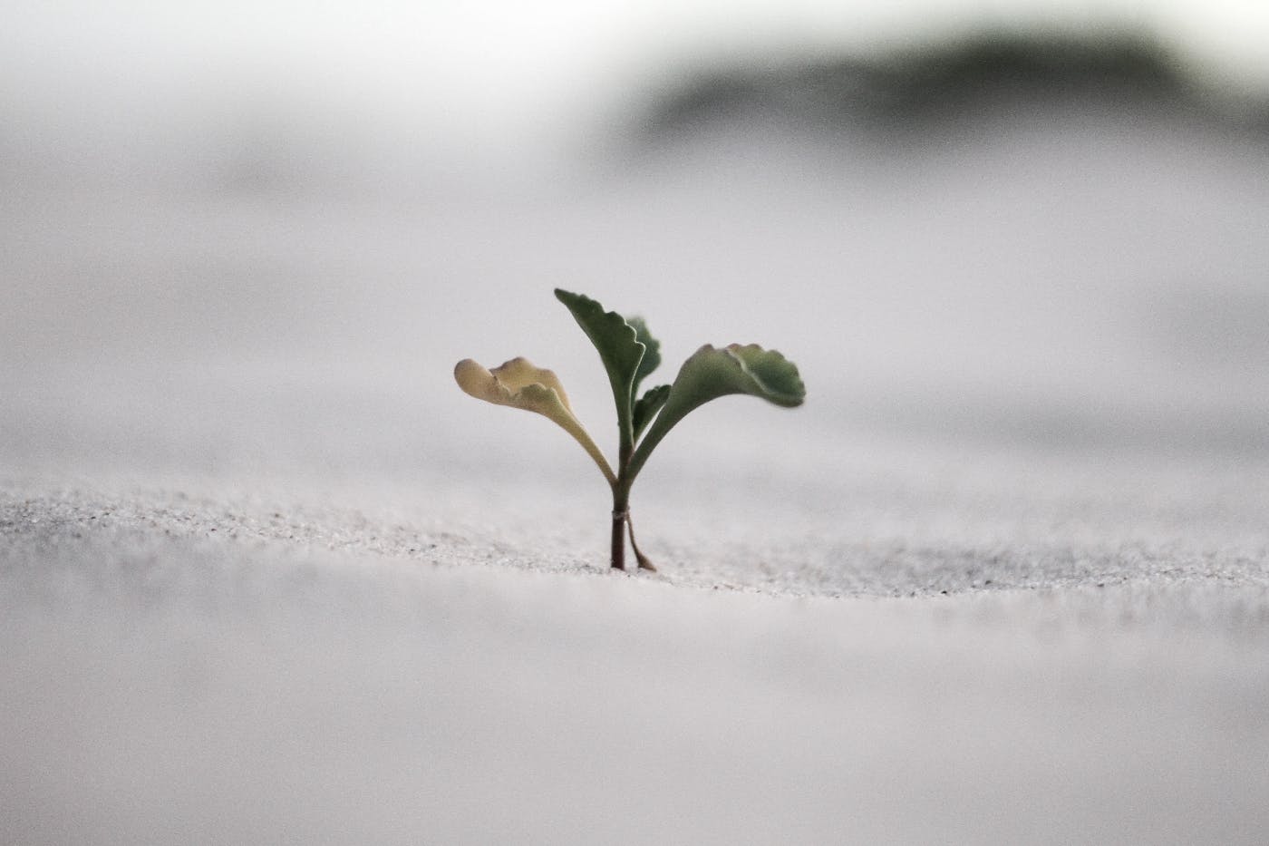 A small plant poking it's leaves up through the snow