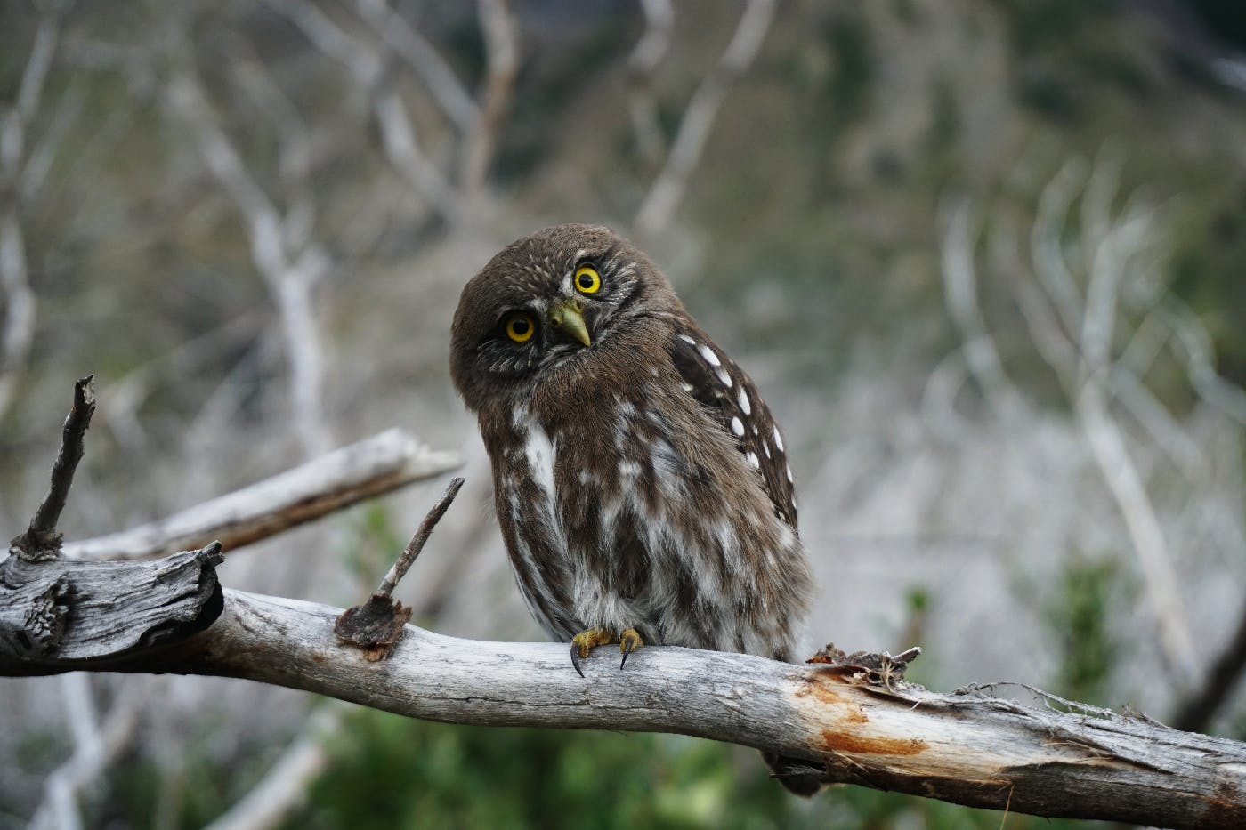 An owl on a branch with its head cocked to one side