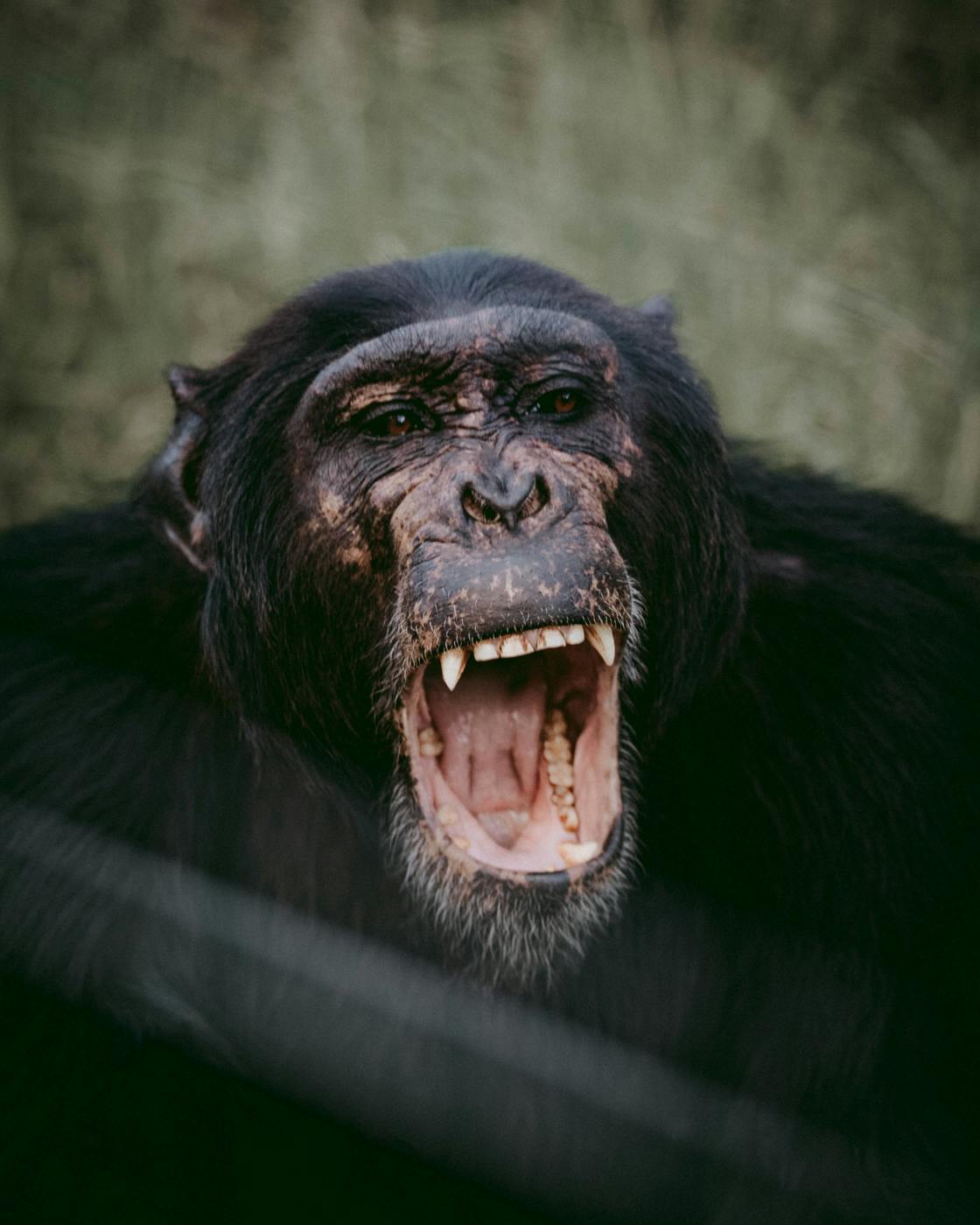 a screaming chimp