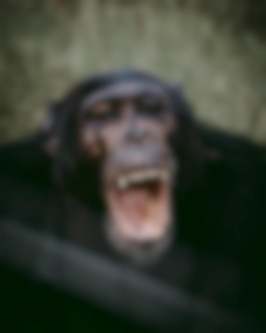 a screaming chimp