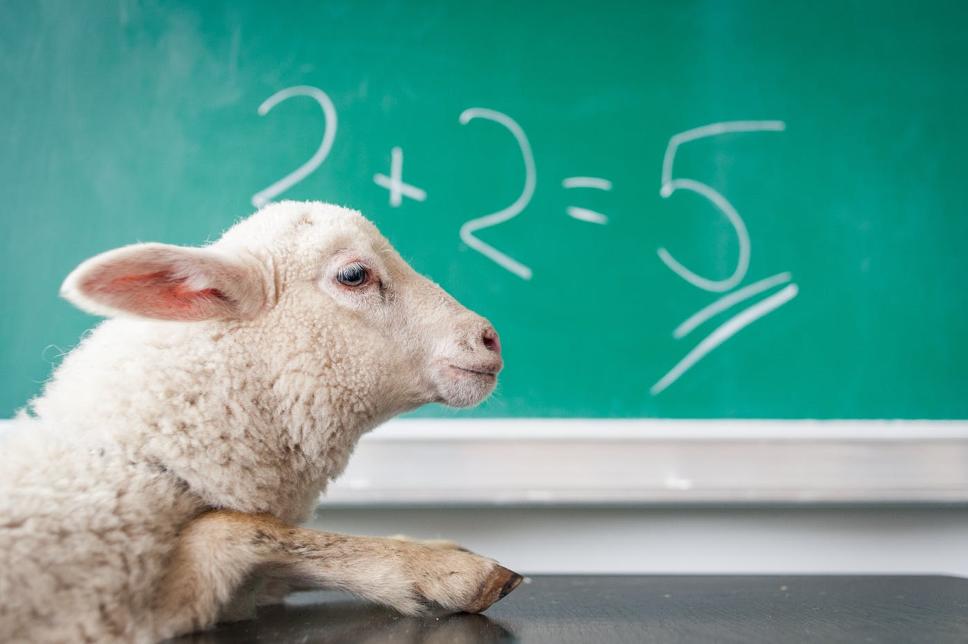 A sheep on a school desk in front of a chalk board. On the board is 2 + 2 = 5.