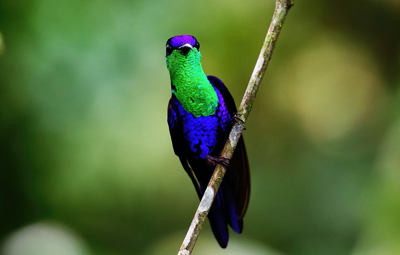 a small, irridescent bird with blue and green plummage