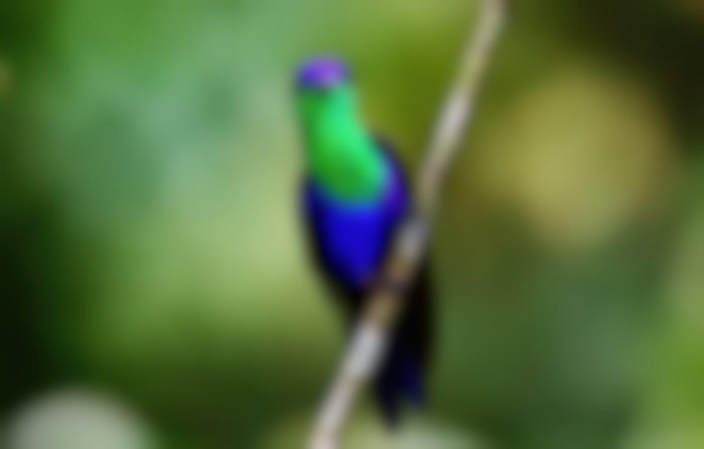a small, irridescent bird with blue and green plummage