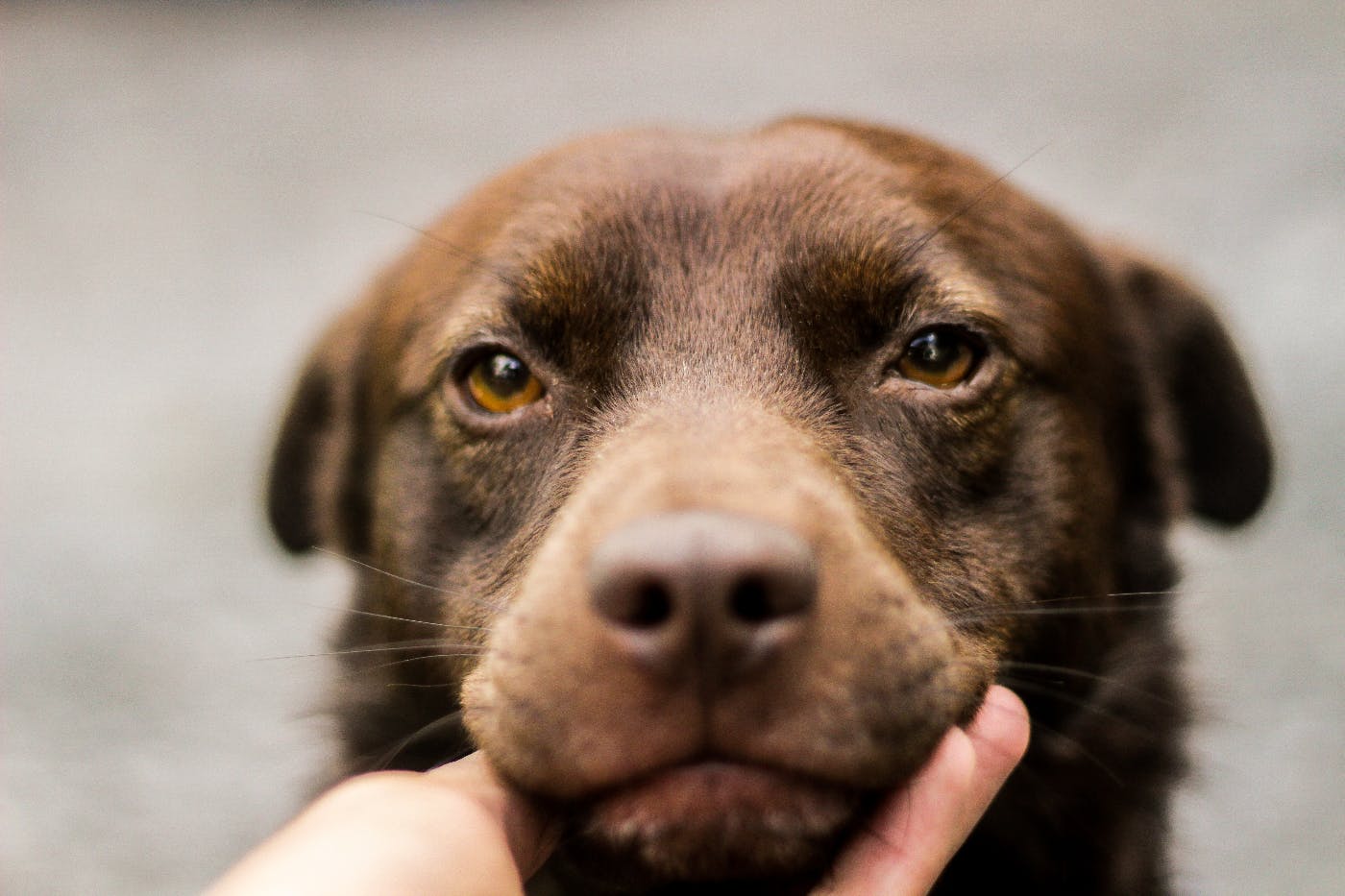 a person's hand holding the face of a dog