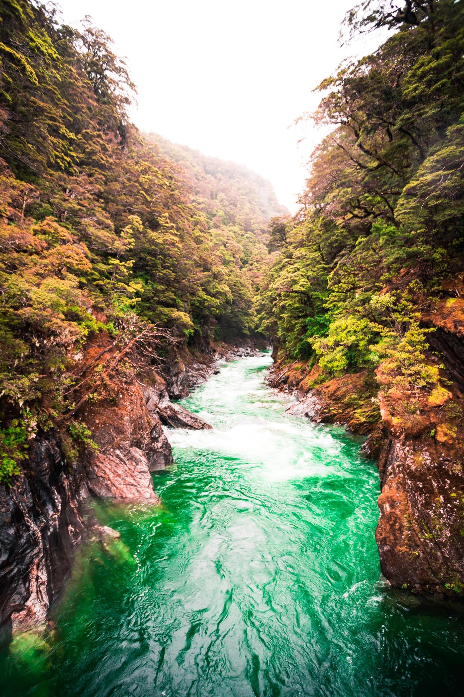 a river cutting through a forest