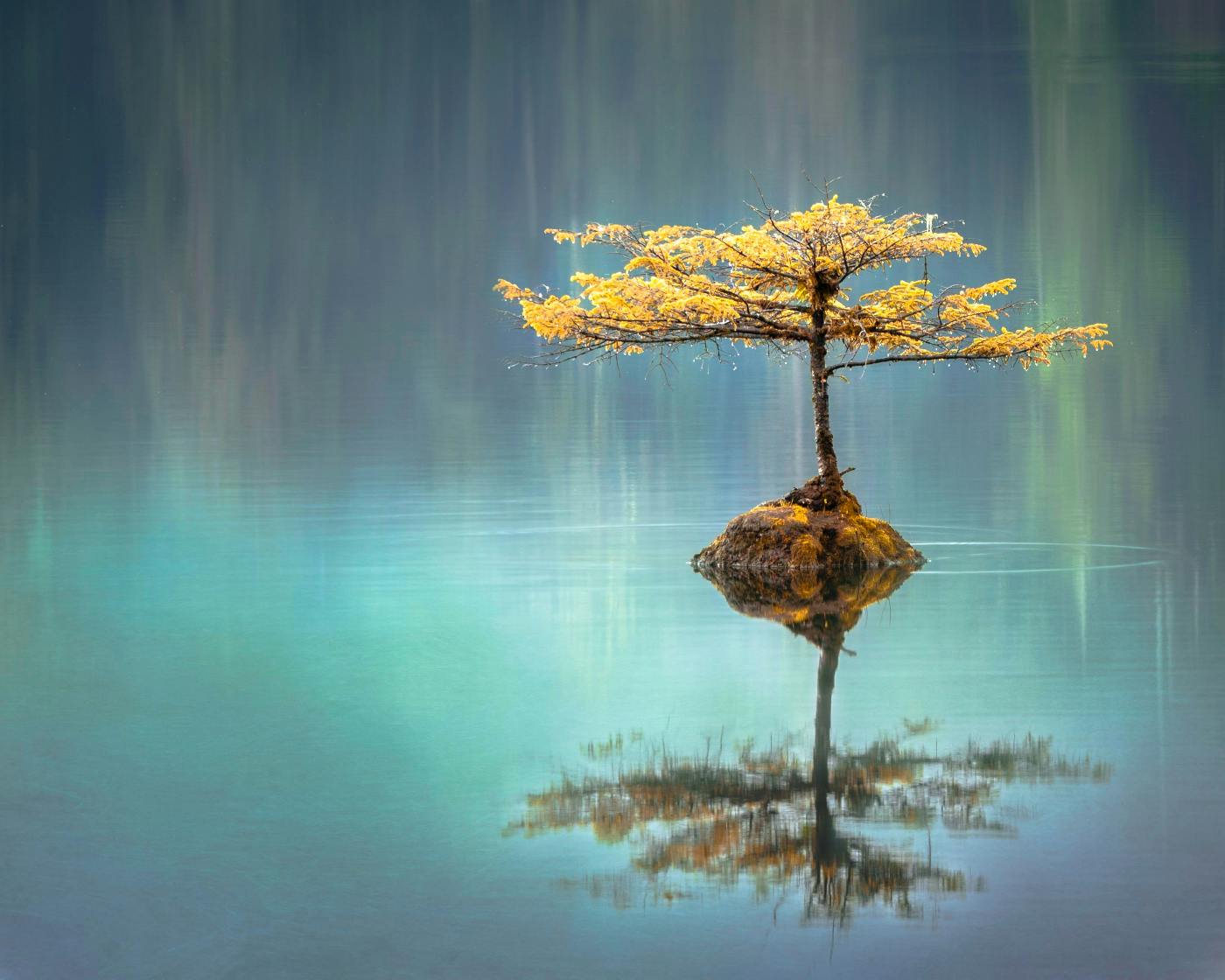 A tree on a tiny island being reflected in the water.