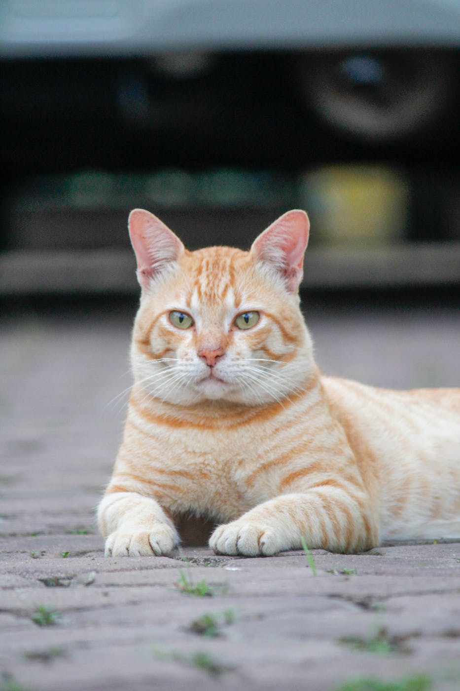 An orange and white cat laying on cobblestone