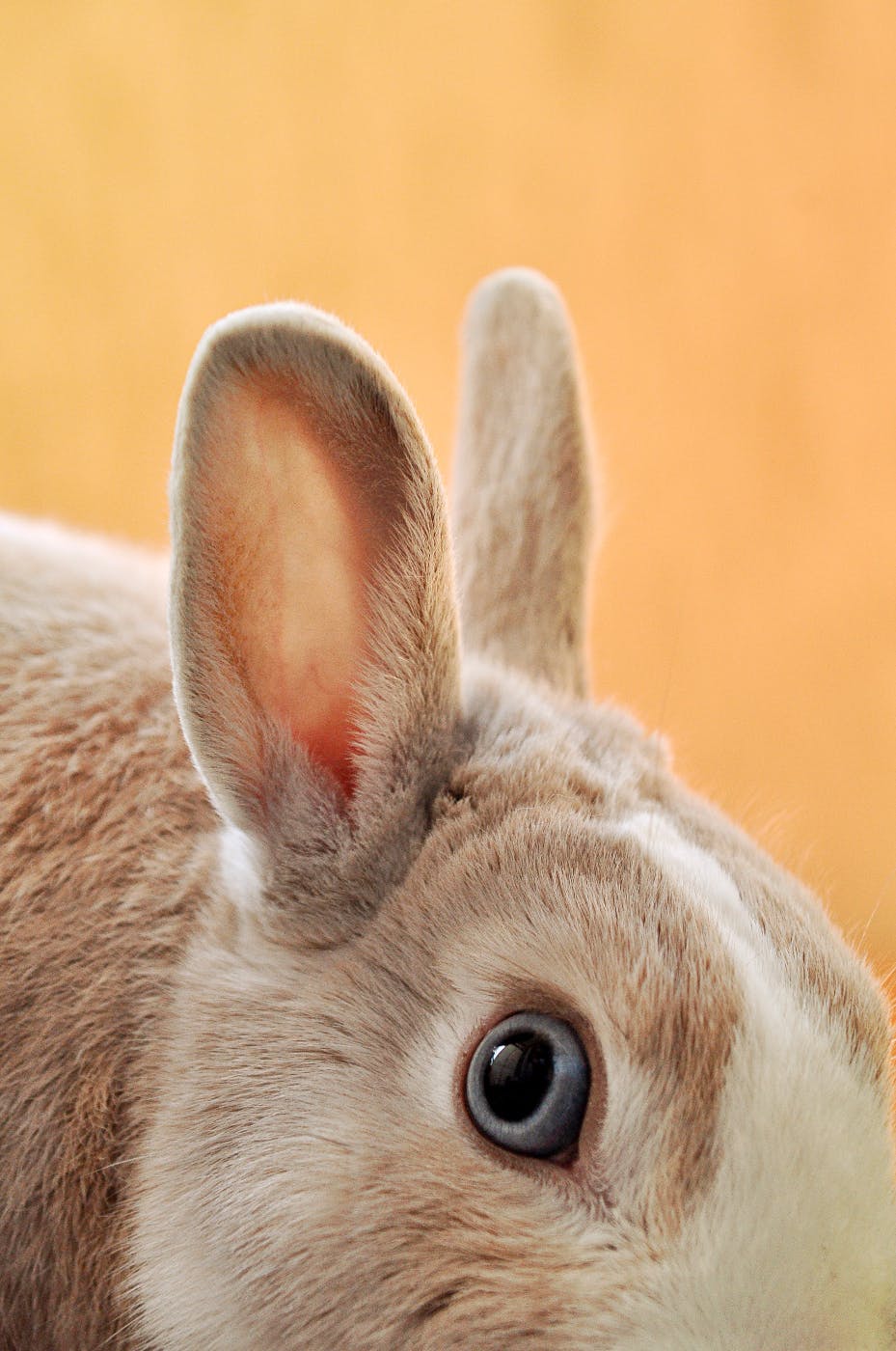 a dwarf rabbit