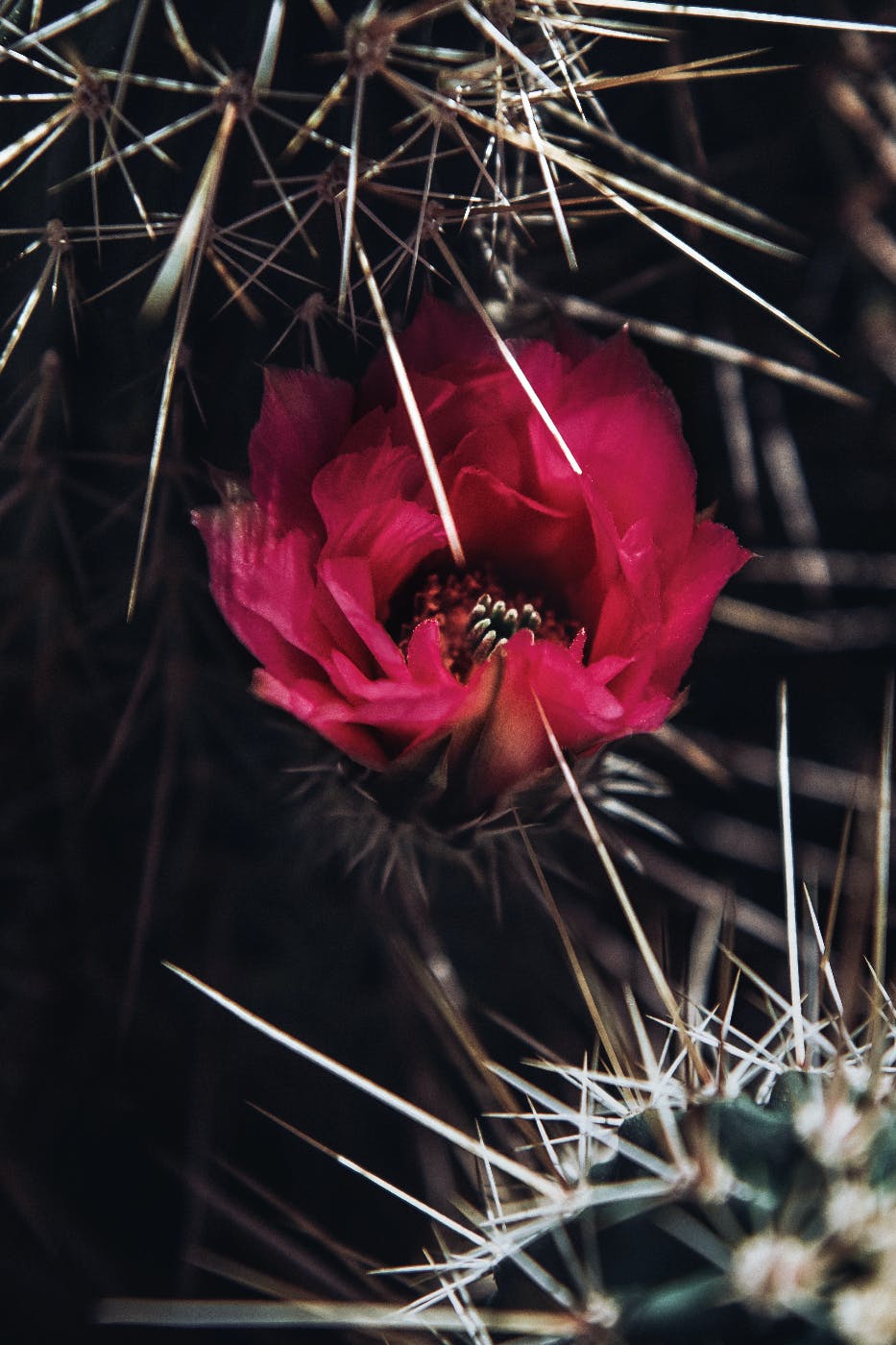 a red flower growing among the sharp thorns of a cactus