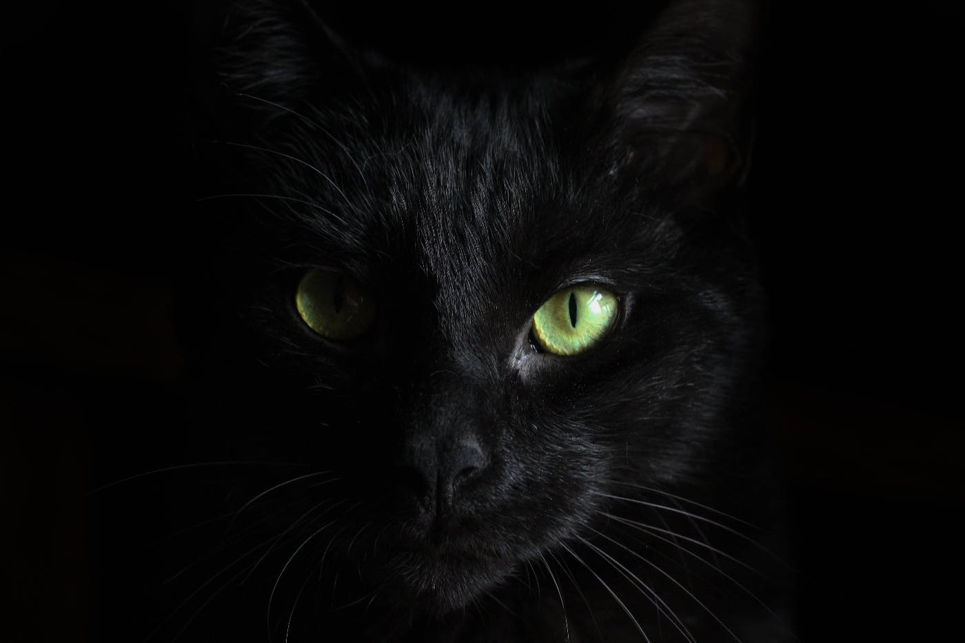 Black cat in shadow with yellow-green eyes