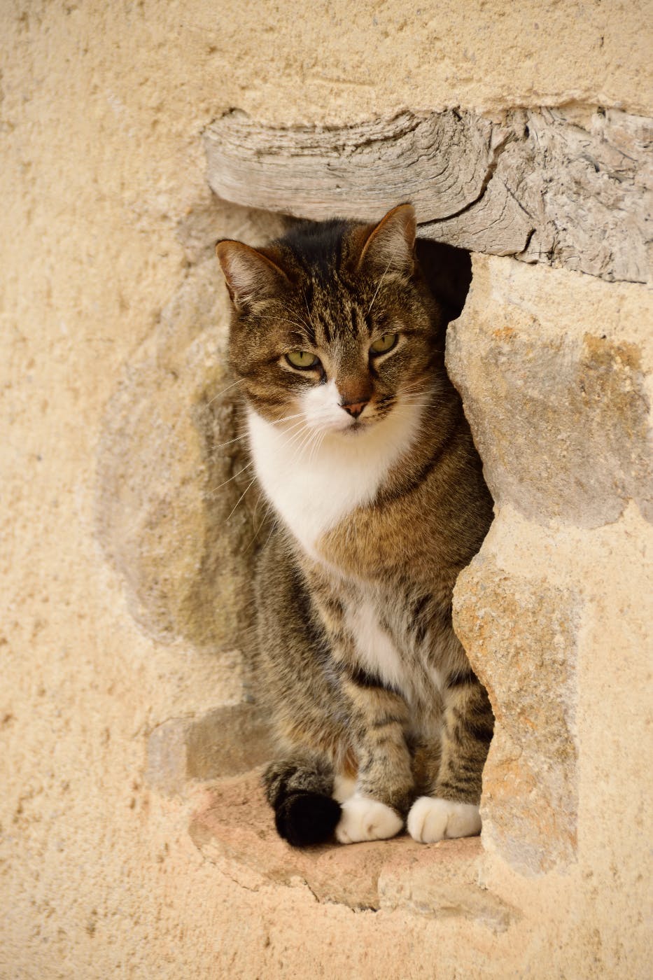 a cat in a niche in a wall