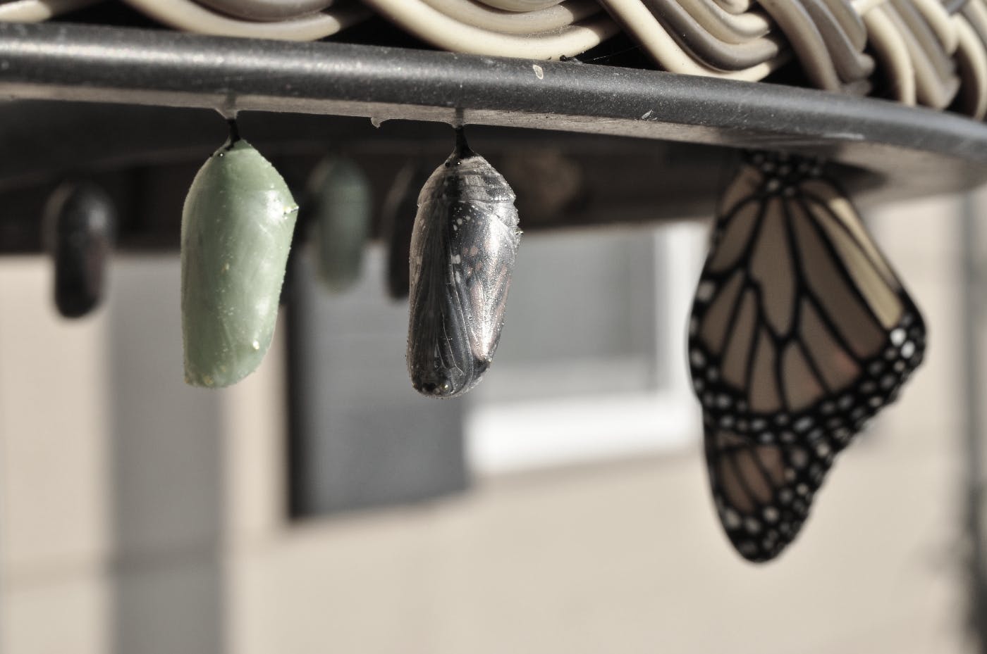 two pupi and a butterfly hanging from a shelf