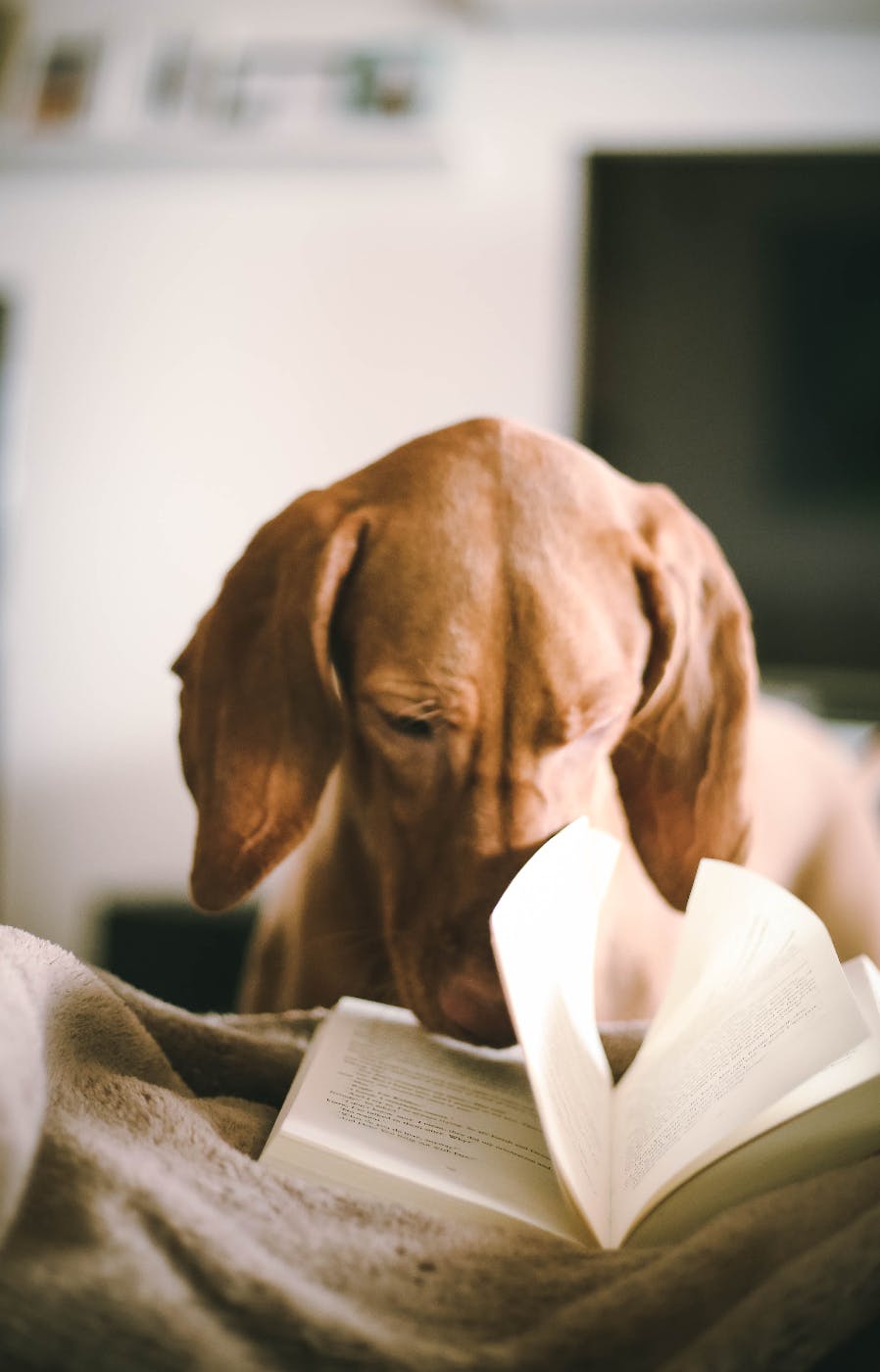 a dog reading a book