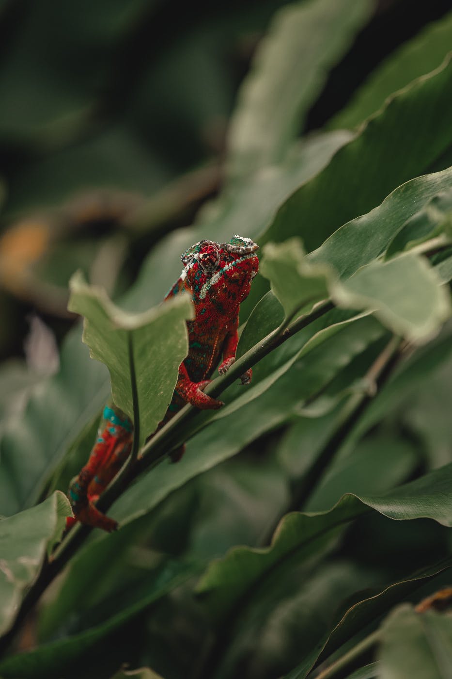 A red lizard on a green branch