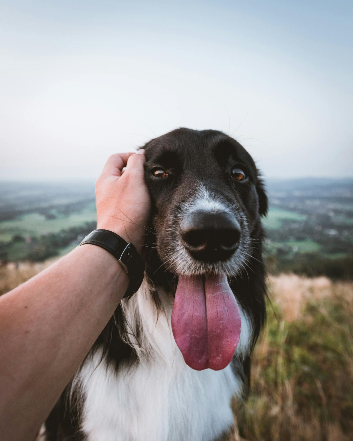 Dog, tongue hanging out being petted.