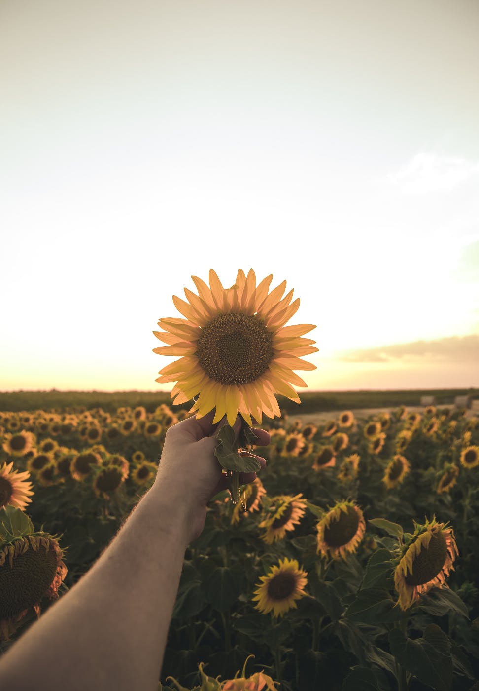 A arm holding a sunflower in front of a field of sunflowers