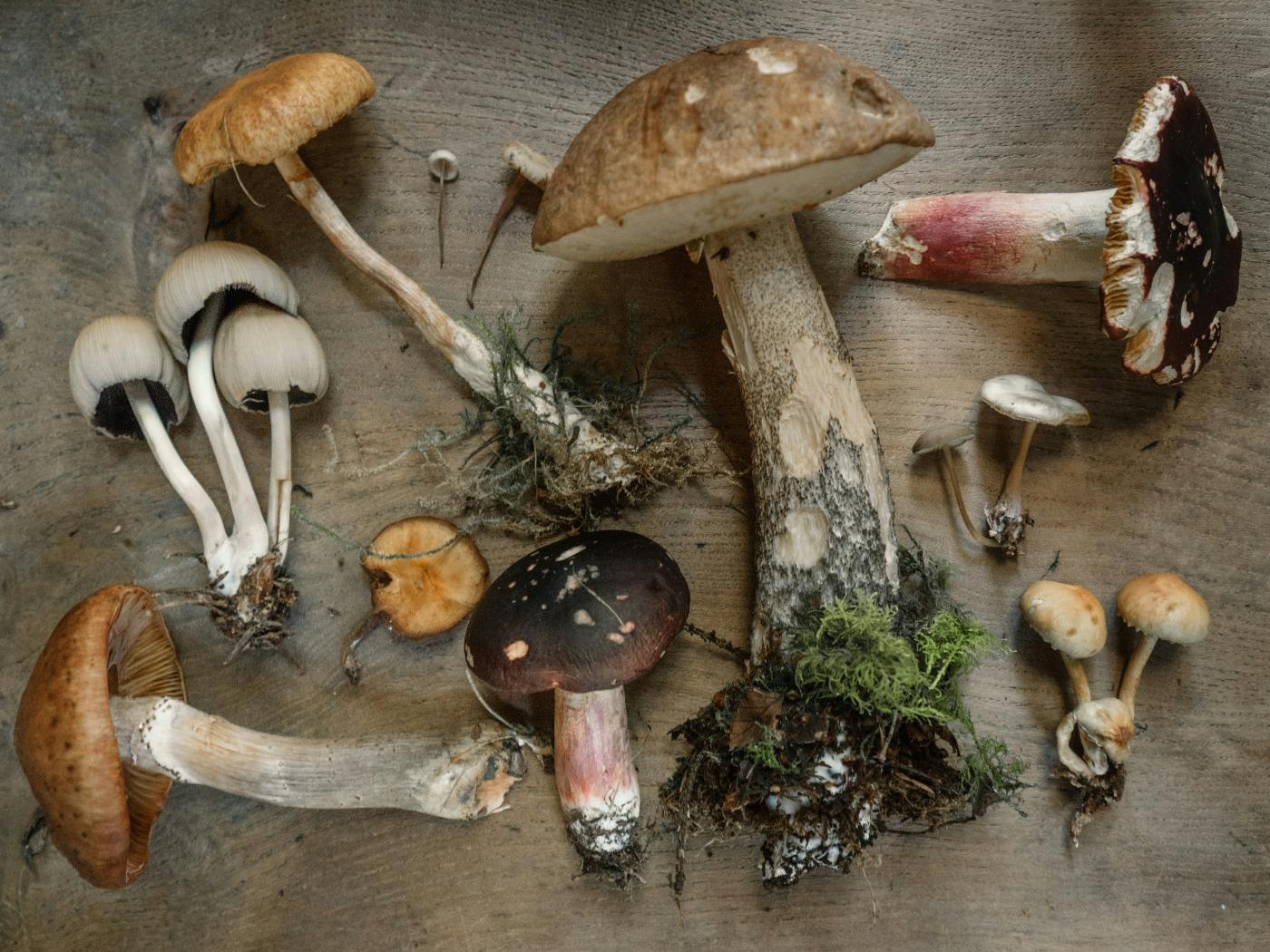 A variety of mushrooms with roots on a table