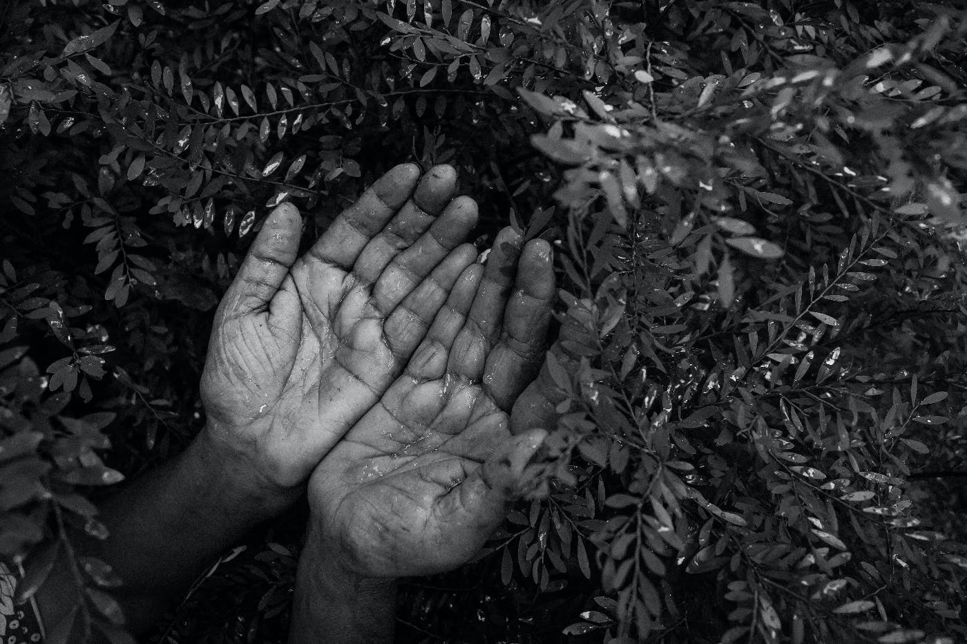 hard working hands, palms up in some foliage