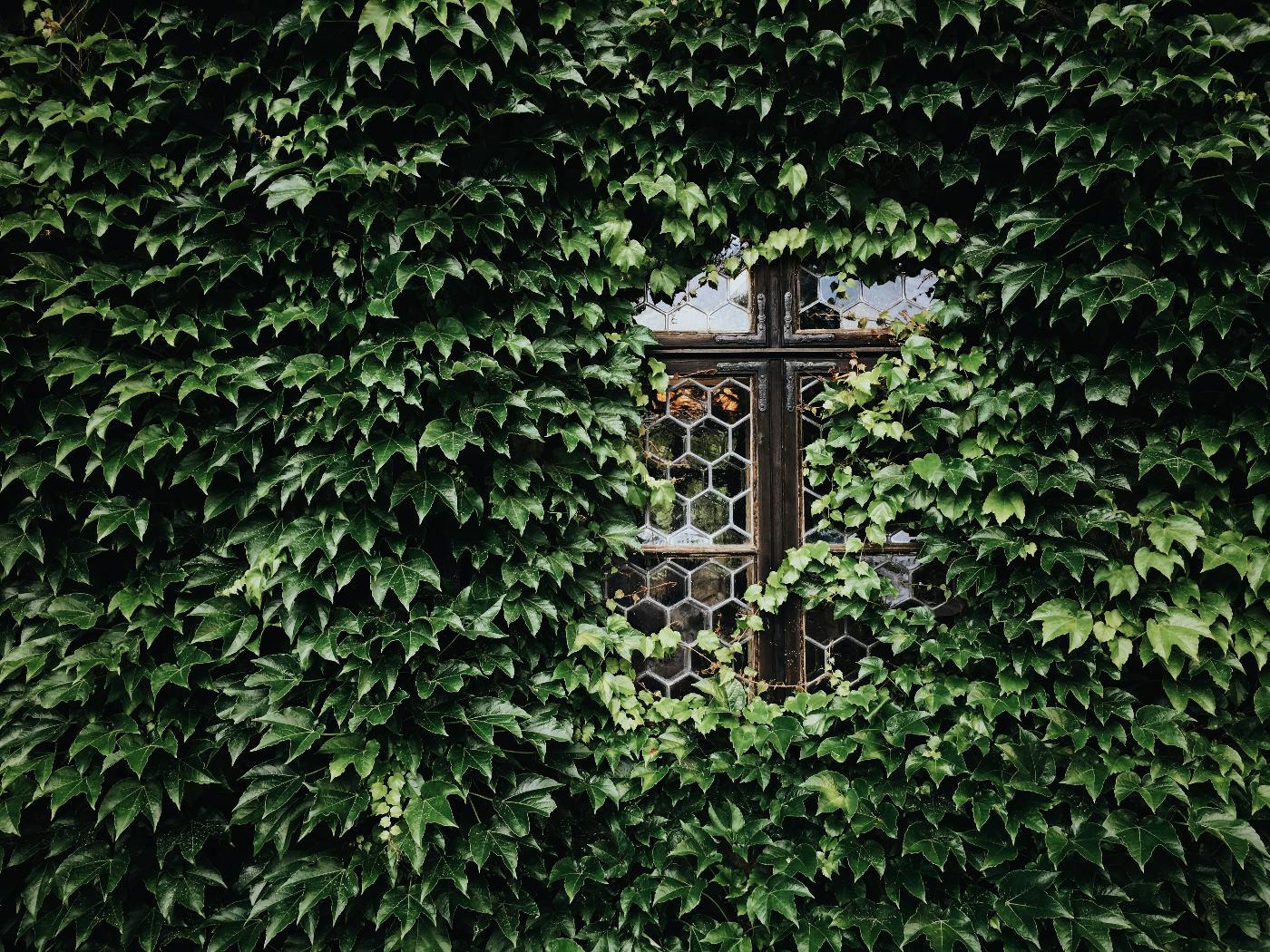 an opening in the ivy covering a chainlink fence