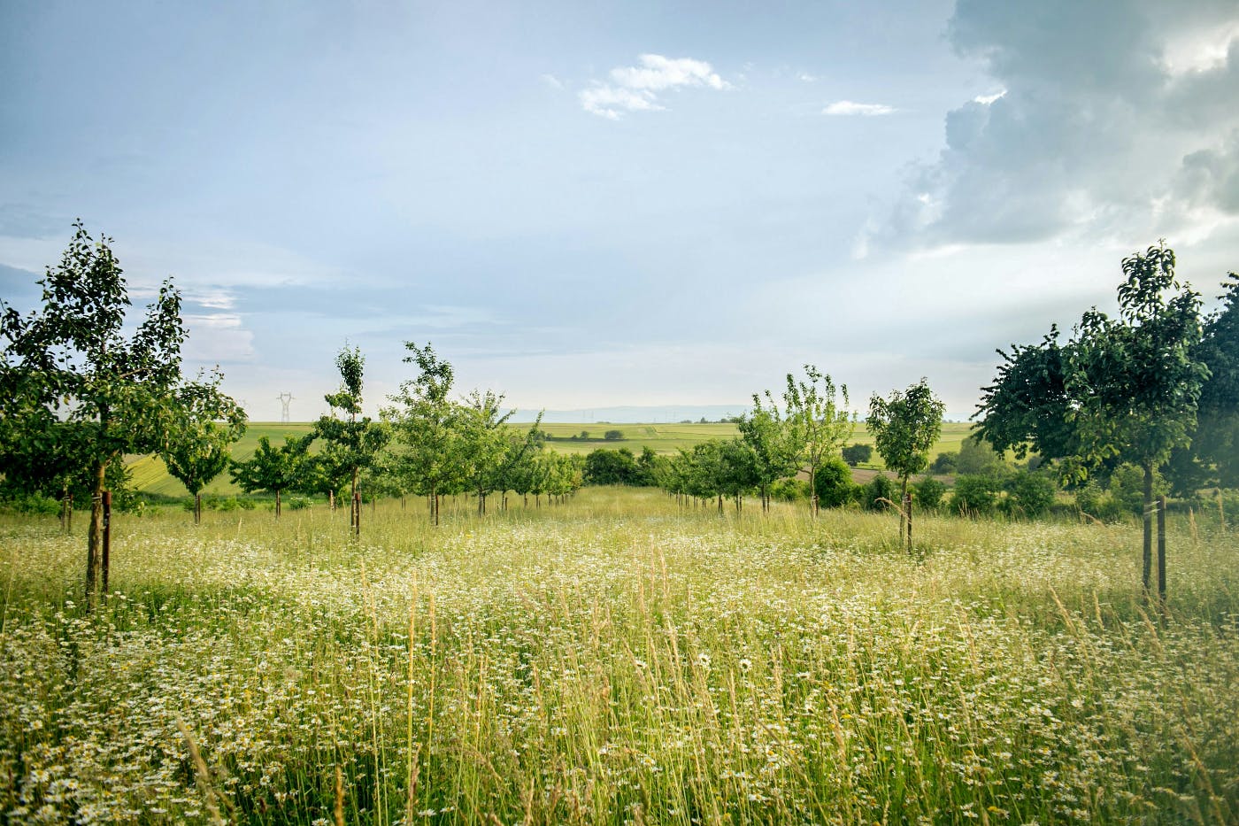 A beautiful field of grass and trees