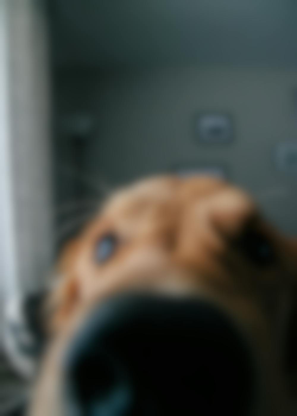 A close up of a Golden Retriever, nose almost touching the camera